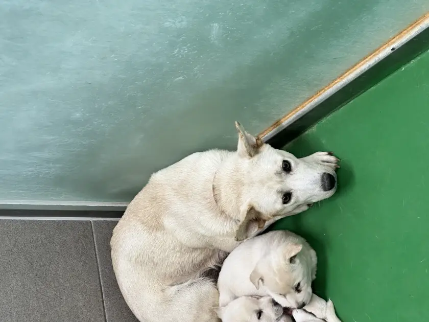 믹스견 보호중 사진