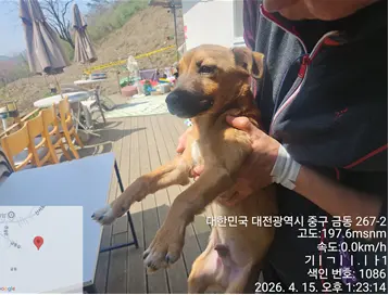 믹스견 보호중 사진