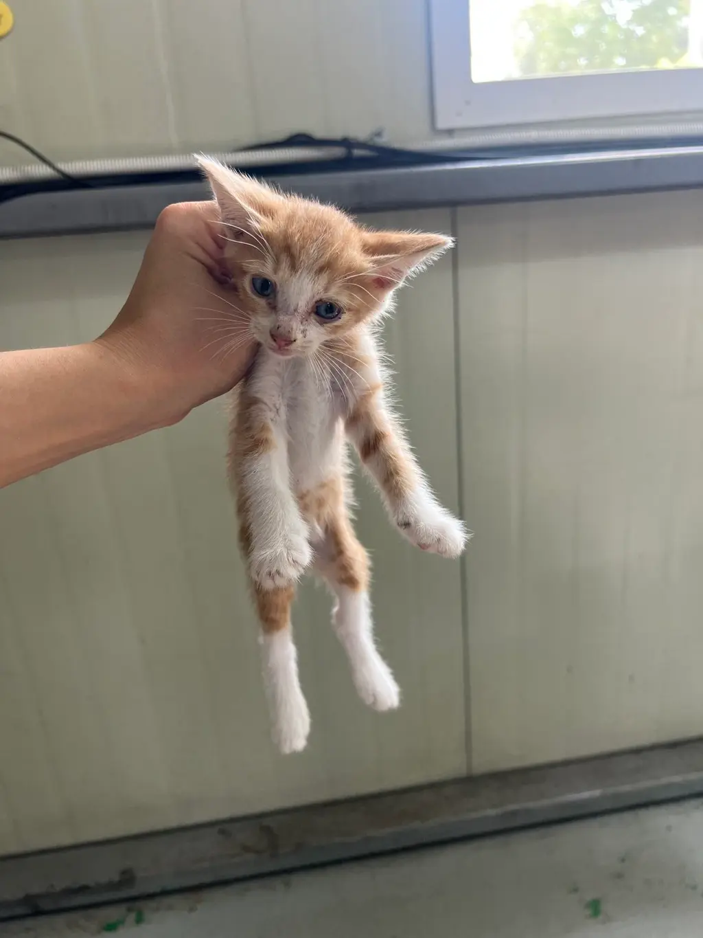 한국 고양이 보호중 사진