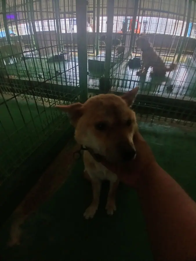 믹스견 보호중 사진