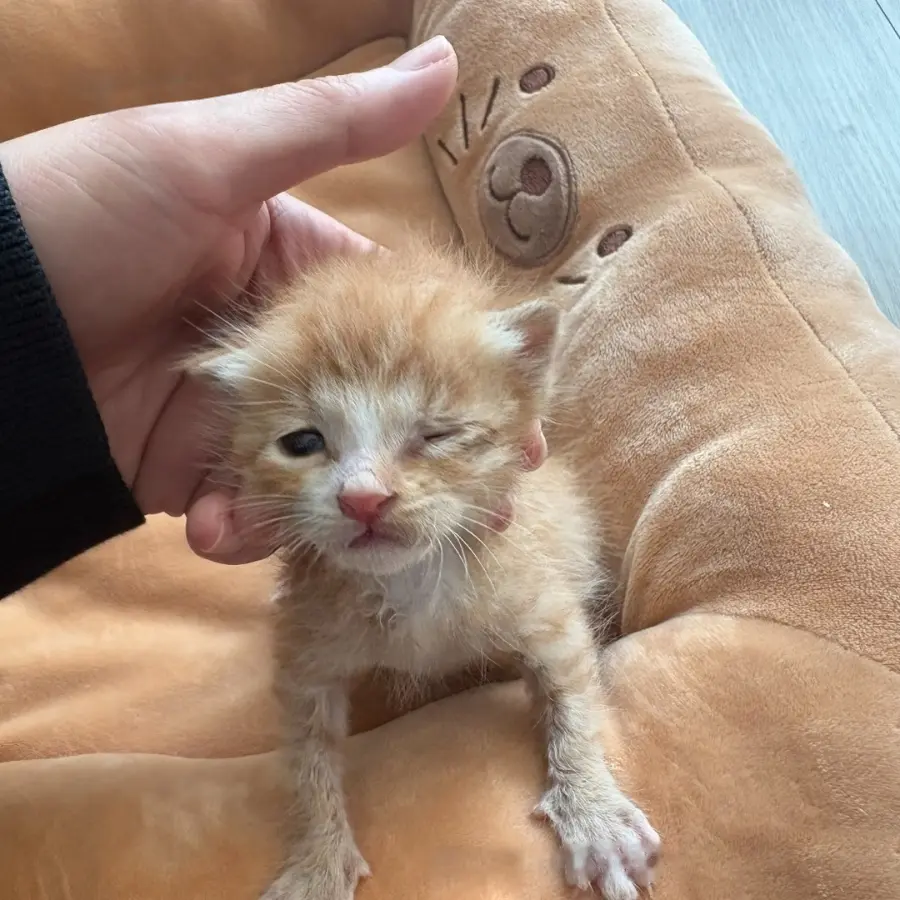 믹스묘 보호중 사진