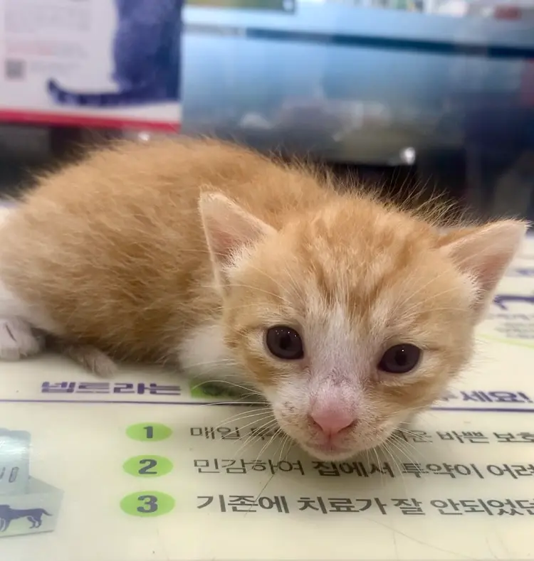한국 고양이 보호중 사진