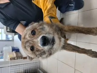 믹스견 보호중 사진