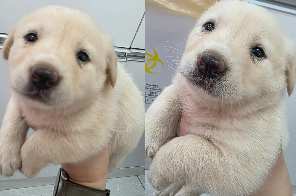 믹스견 보호중 사진