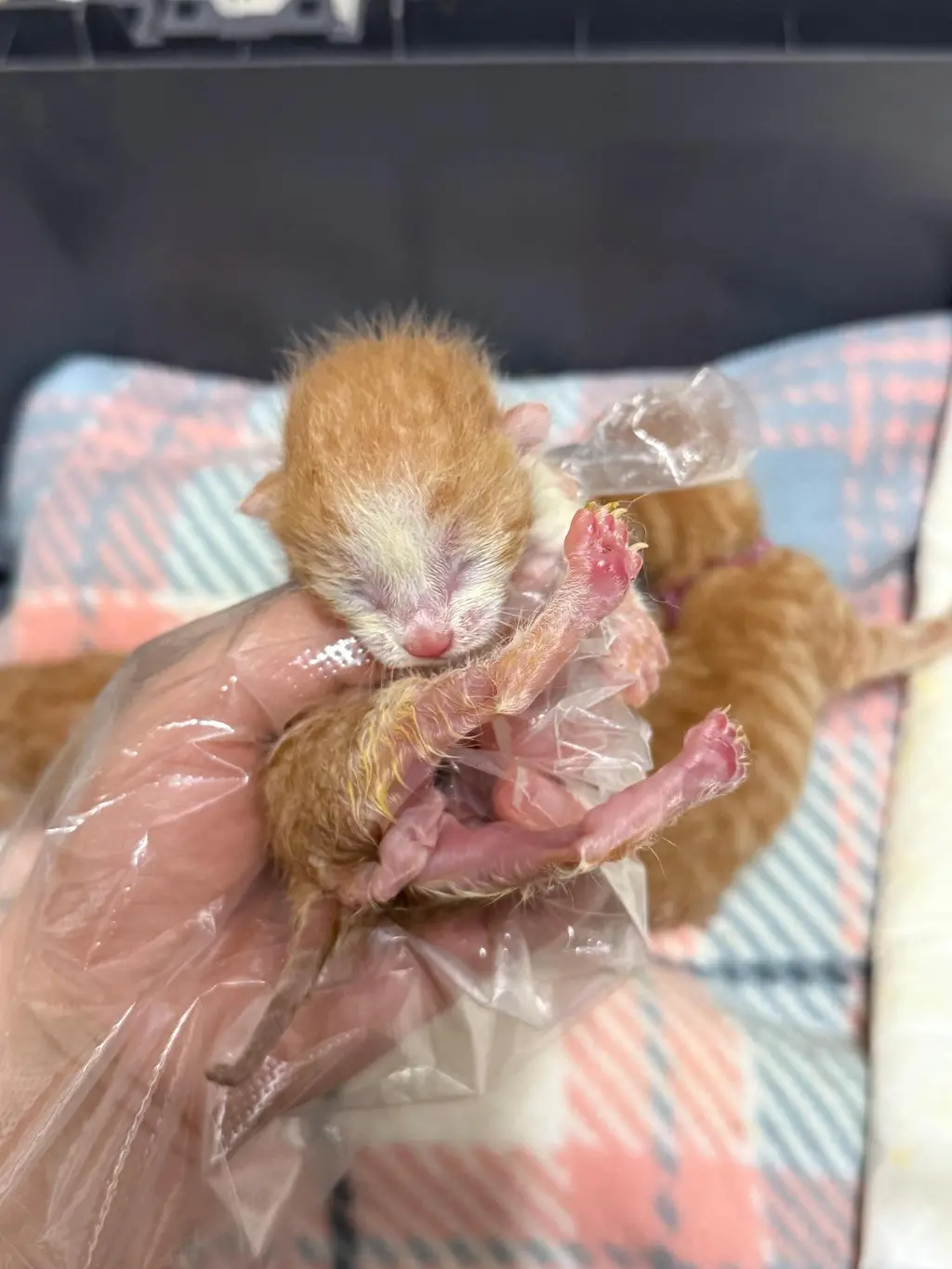 한국 고양이 보호중 사진