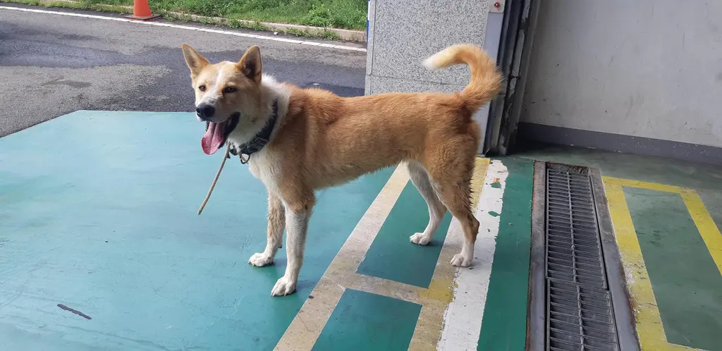 믹스견 보호중 사진