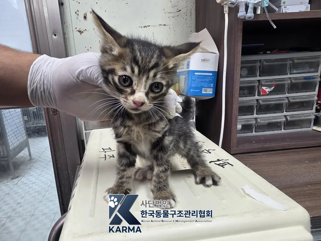 한국 고양이 보호중 사진