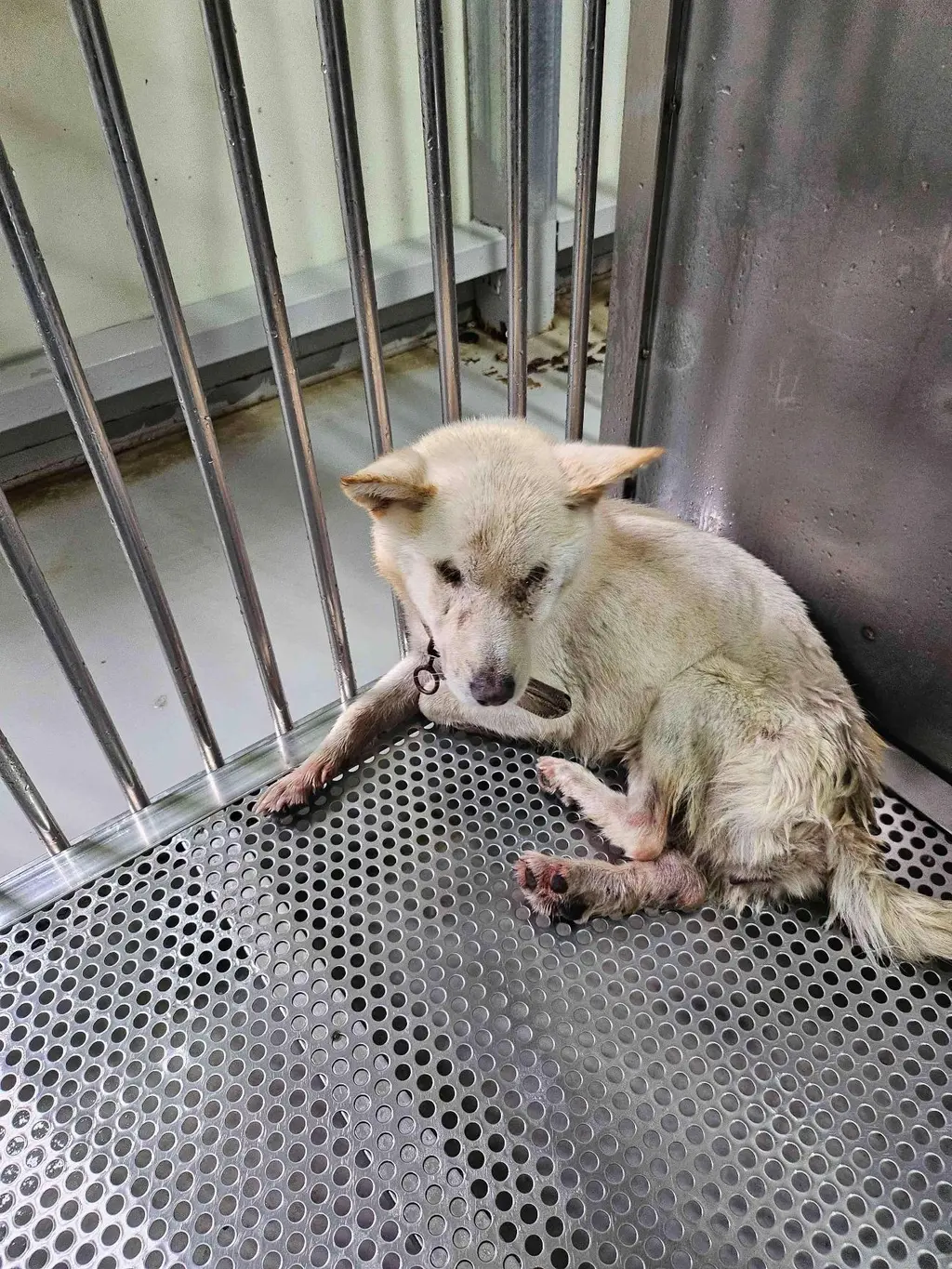 믹스견 보호중 사진