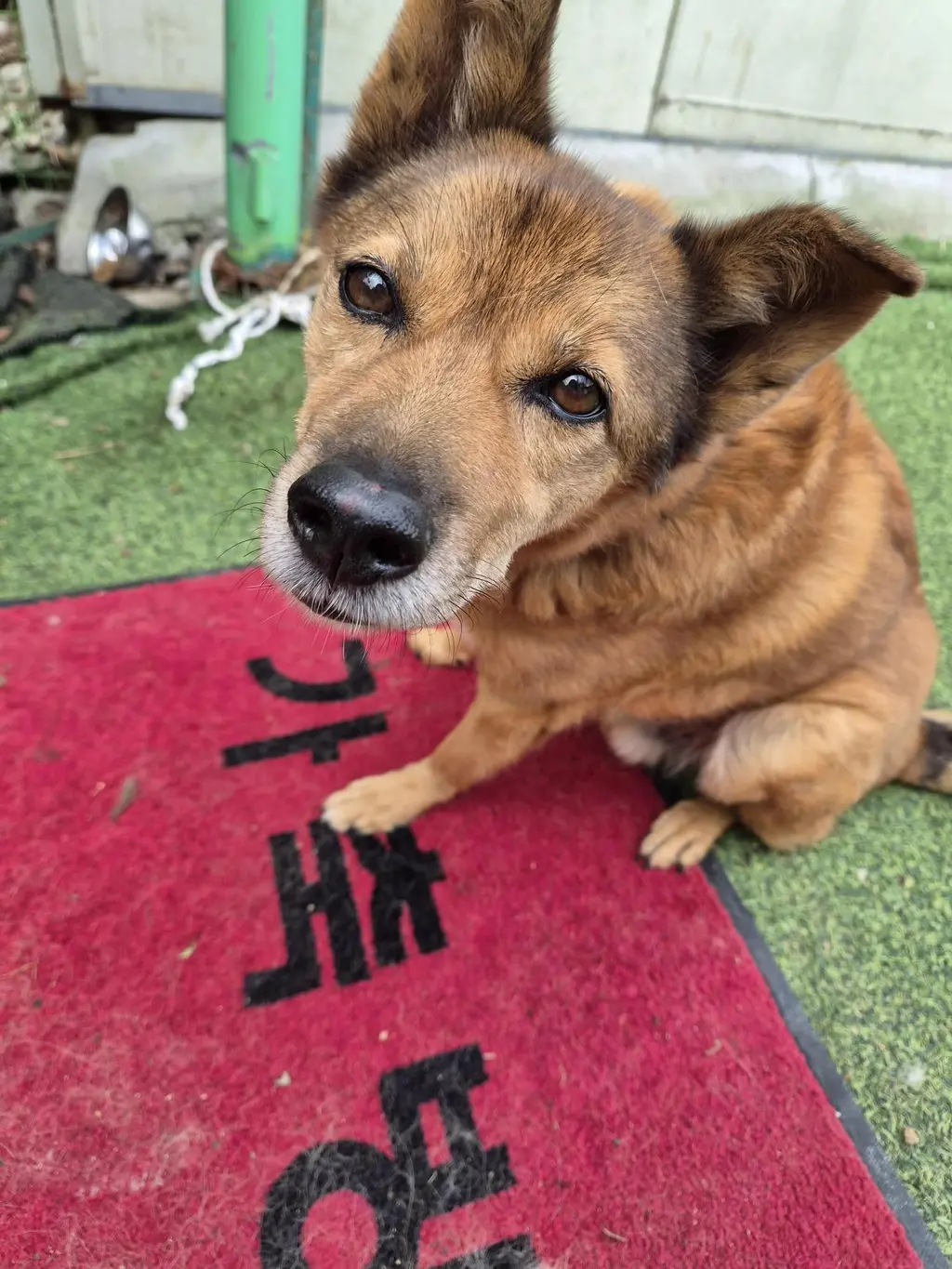 믹스견 보호중 사진