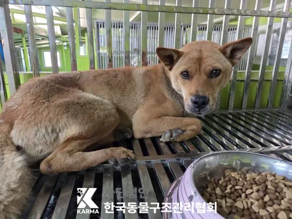 믹스견 보호중 사진