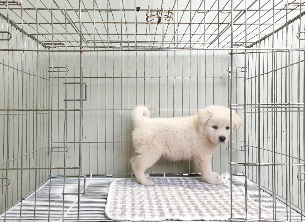 풍산견 보호중 사진