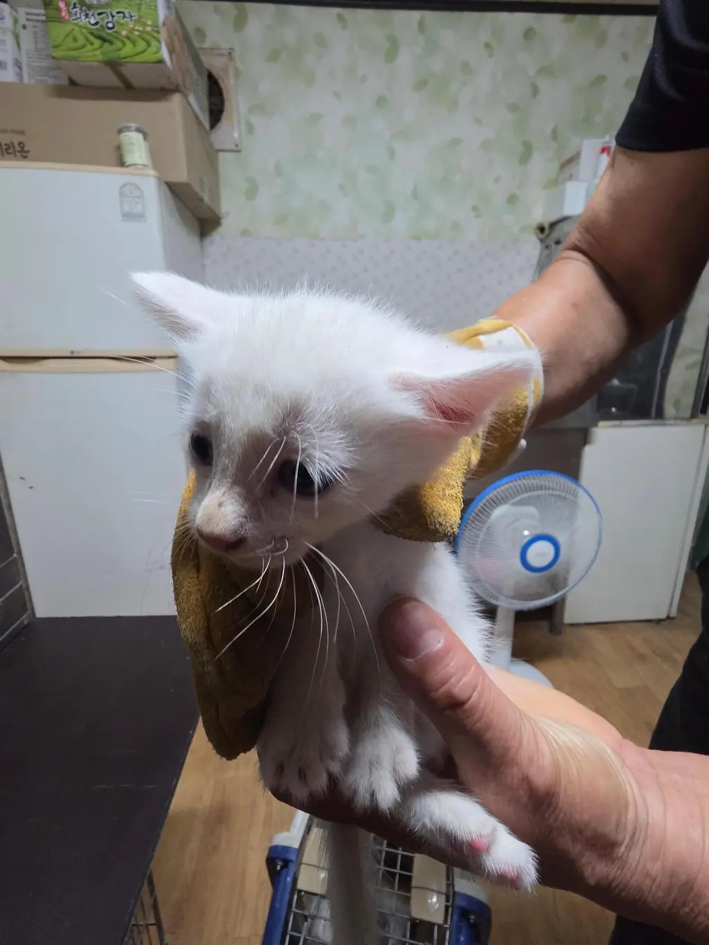 한국 고양이 보호중 사진