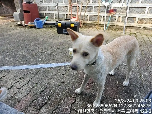 진도견 보호중 사진