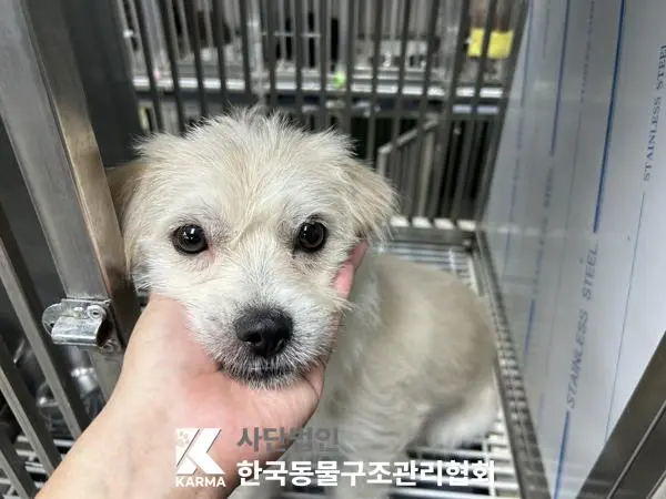 믹스견 보호중 사진