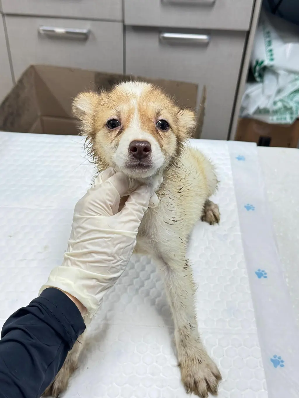 믹스견 보호중 사진