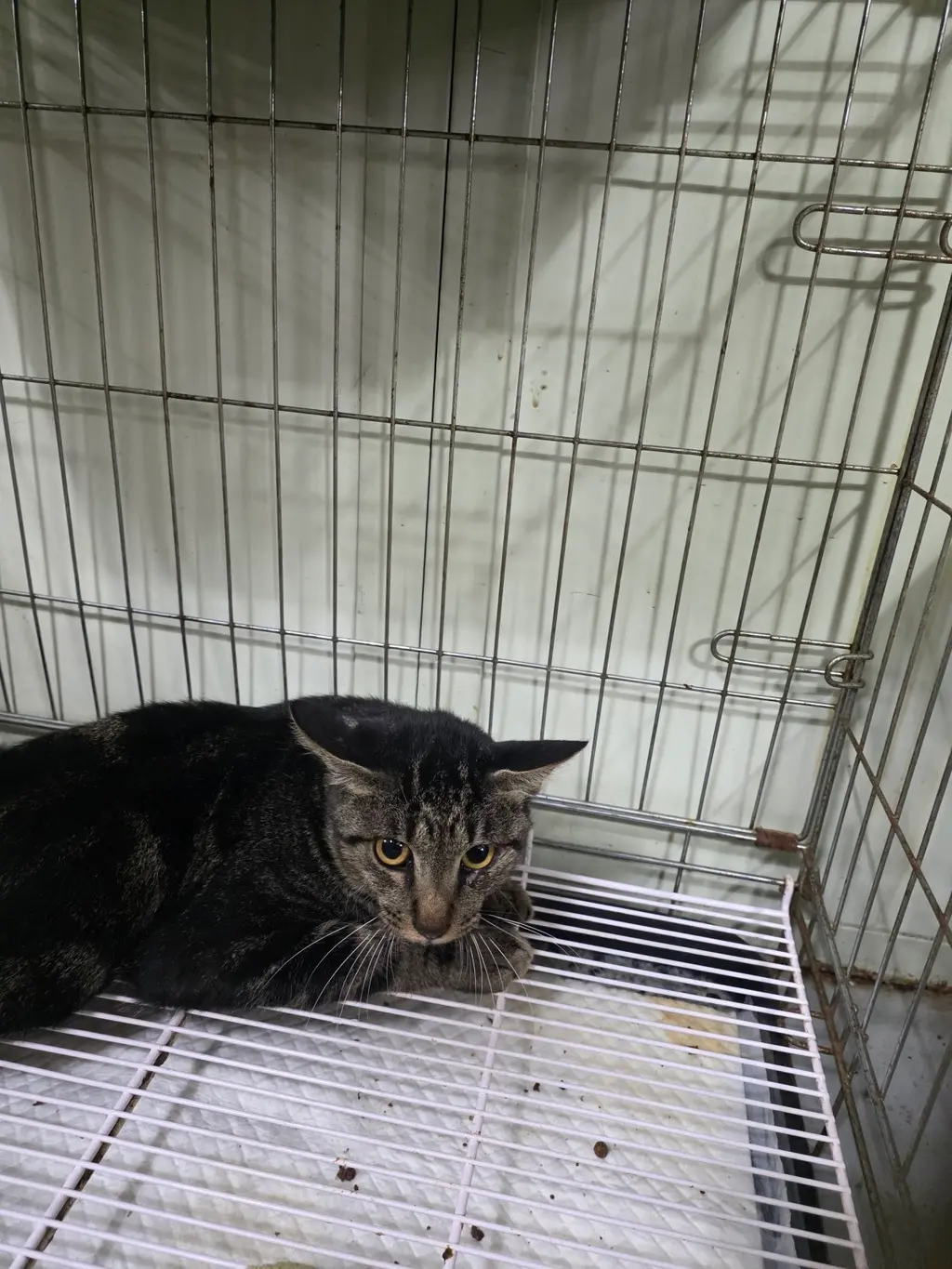 한국 고양이 보호중 사진