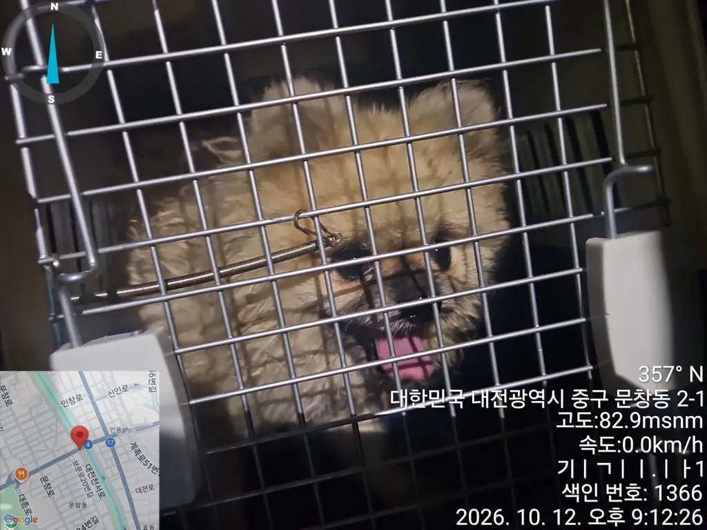 포메라니안 보호중 사진