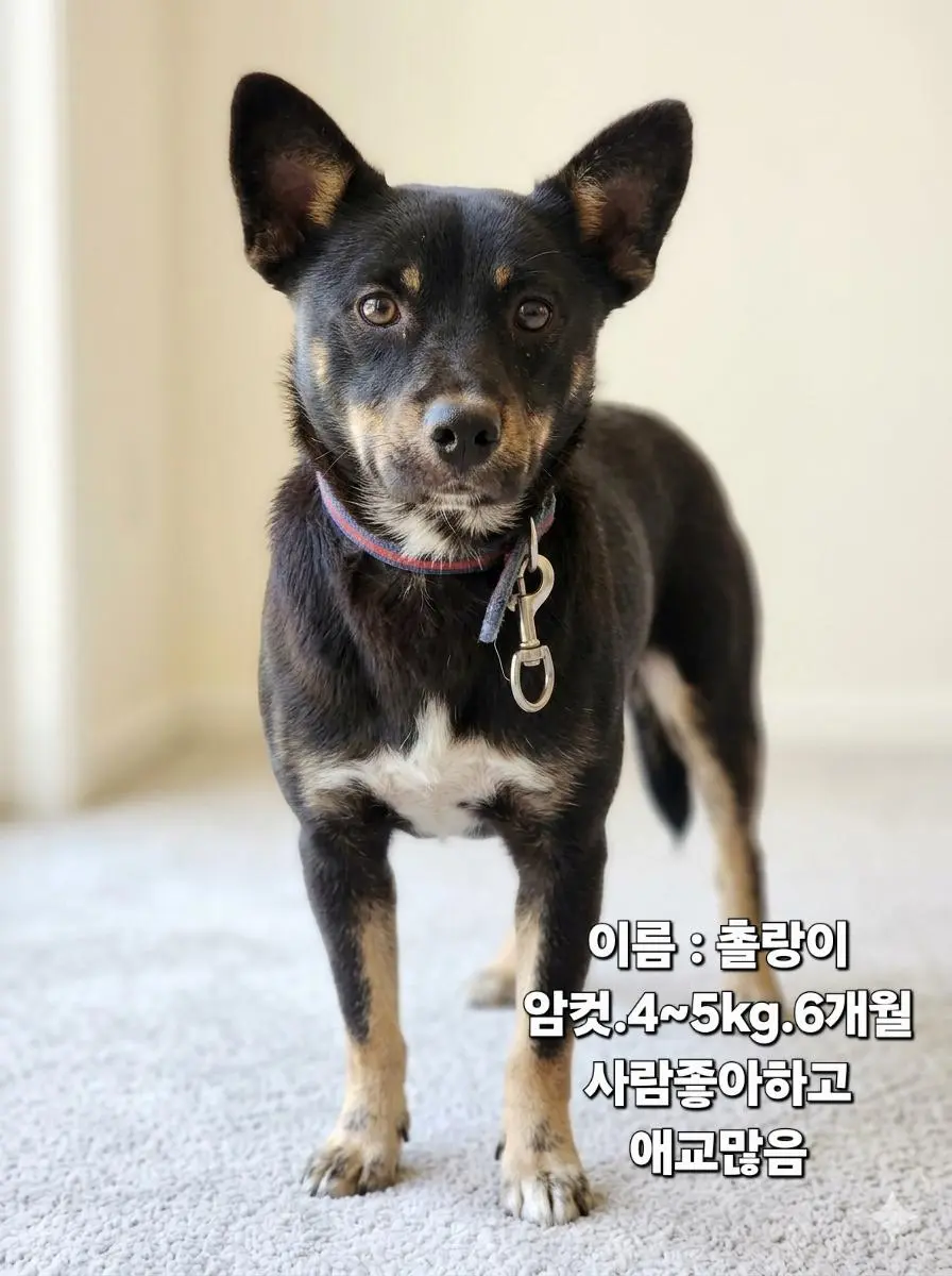 믹스견 보호중 사진