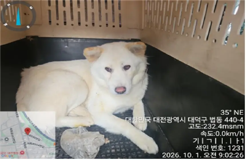 진도견 보호중 사진