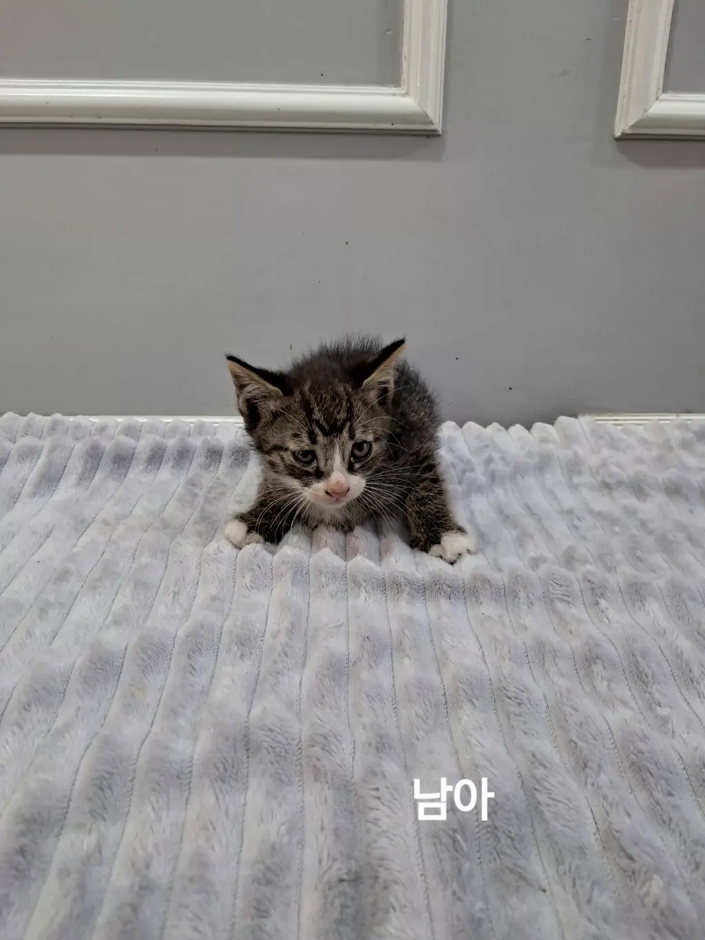 한국 고양이 보호중 사진