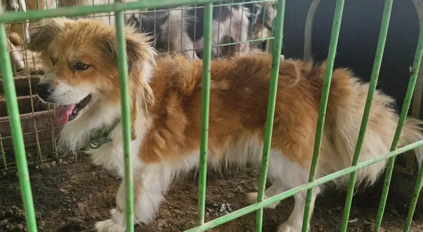 믹스견 보호중 사진