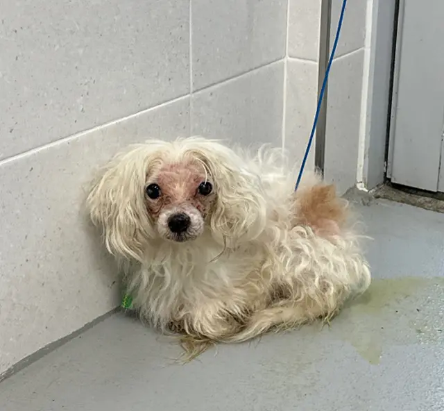 푸들 보호중 사진