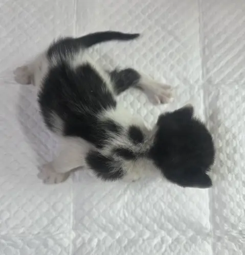 한국 고양이 보호중 사진