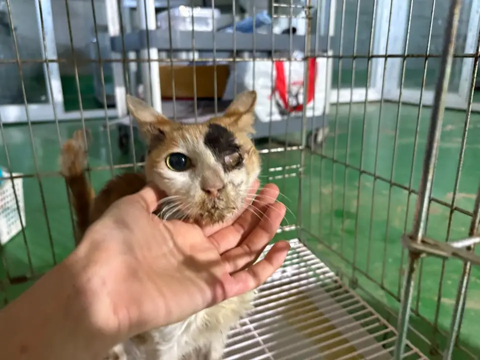 한국 고양이 보호중 사진