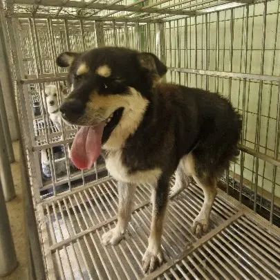 믹스견 보호중 사진