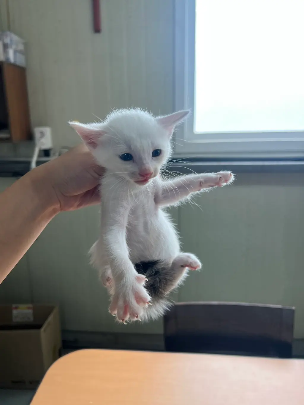 한국 고양이 보호중 사진