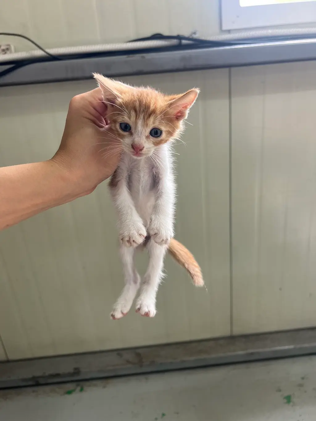 한국 고양이 보호중 사진