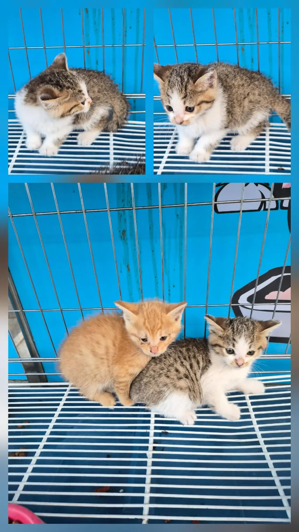 한국 고양이 보호중 사진