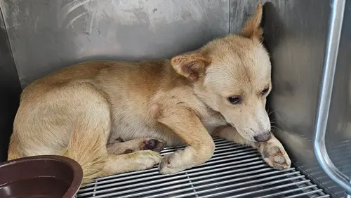 믹스견 보호중 사진