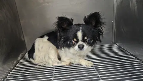 치와와 보호중 사진