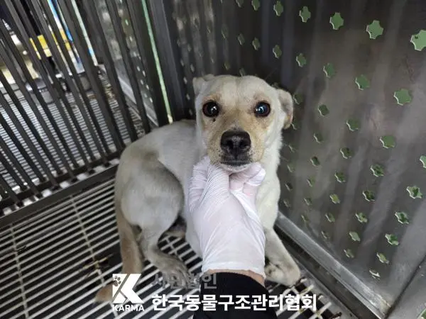 믹스견 보호중 사진