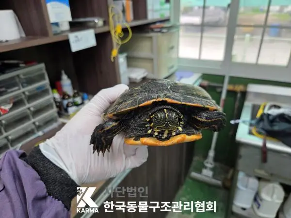 기타축종 보호중 사진