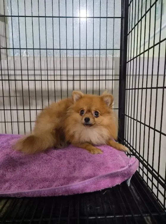 포메라니안 보호중 사진