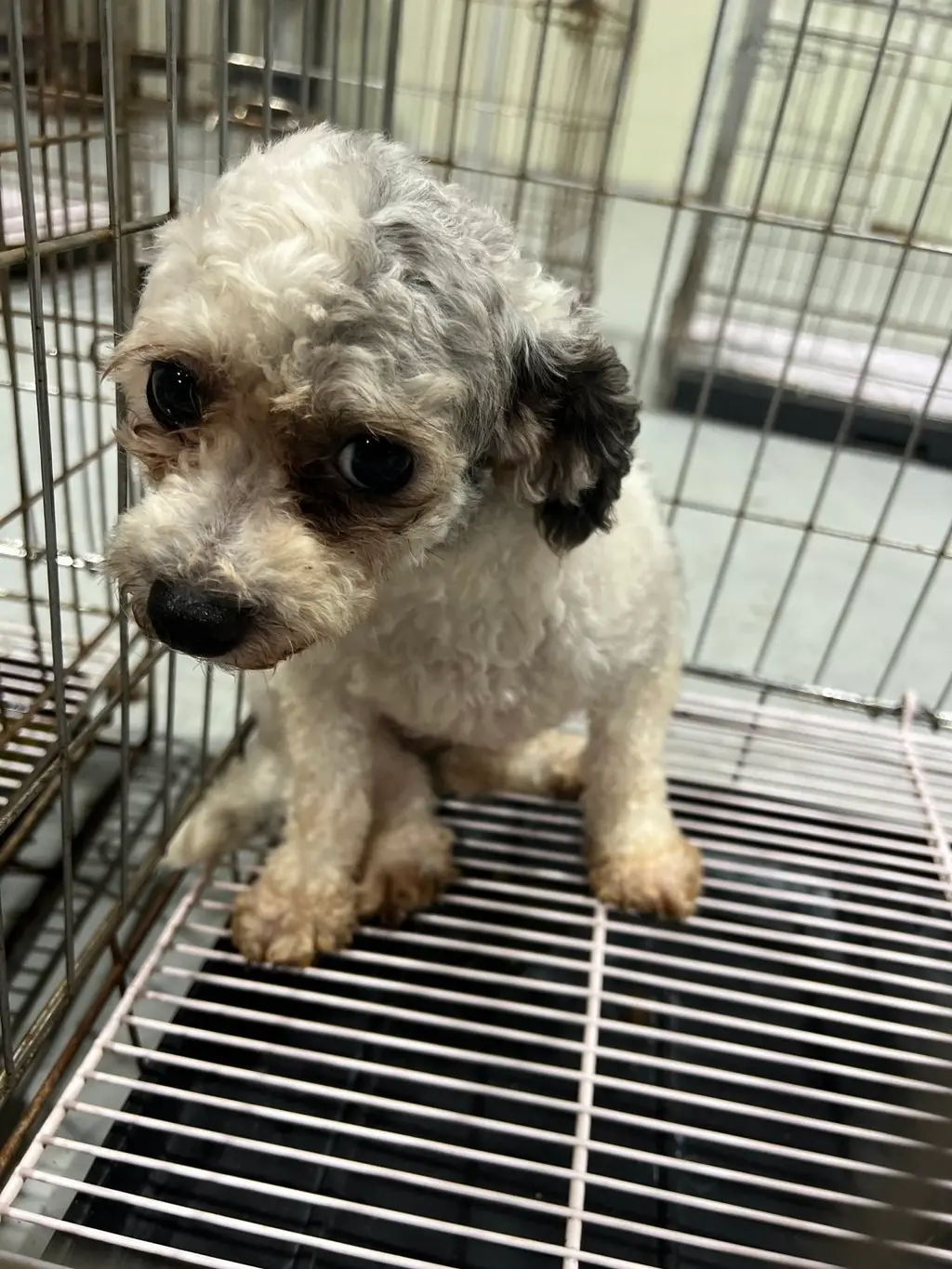 푸들 보호중 사진