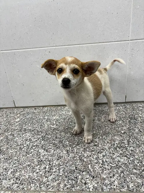 믹스견 보호중 사진