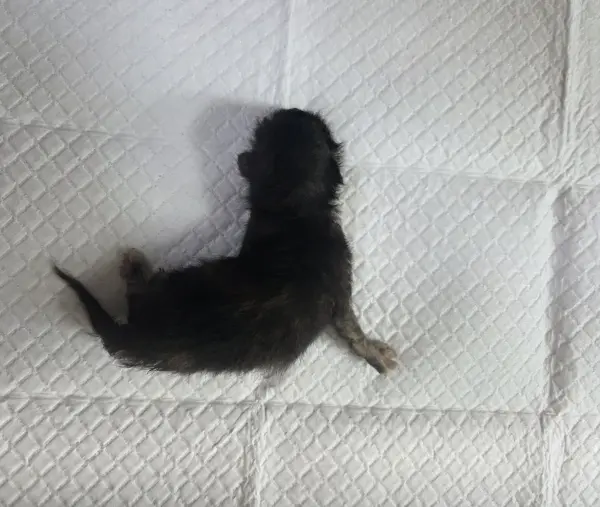 한국 고양이 보호중 사진