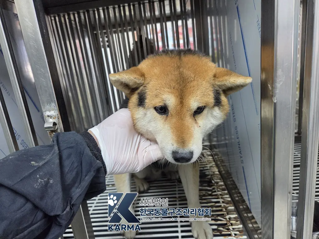 믹스견 보호중 사진