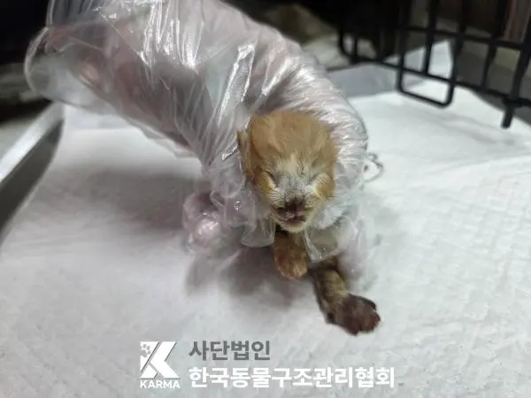 한국 고양이 보호중 사진