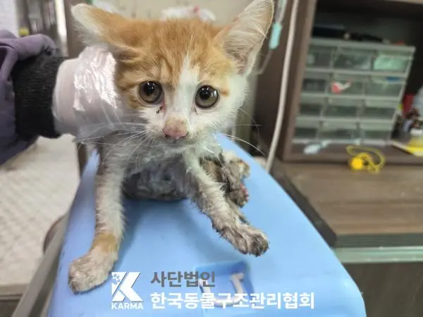 한국 고양이 보호중 사진