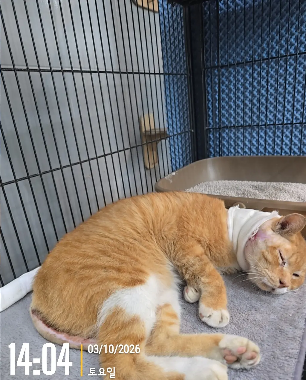 믹스묘 보호중 사진
