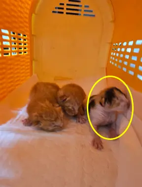 한국 고양이 보호중 사진