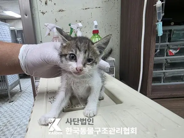 한국 고양이 보호중 사진
