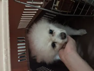 포메라니안 보호중 사진
