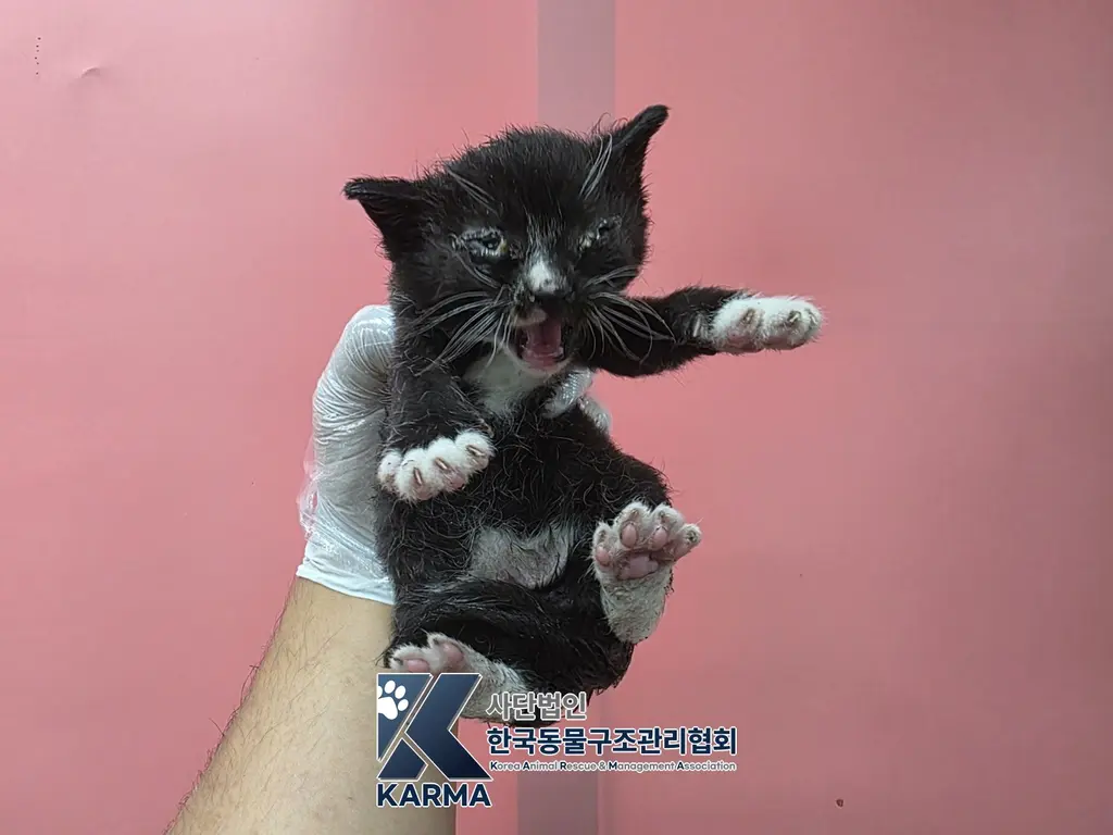 한국 고양이 보호중 사진