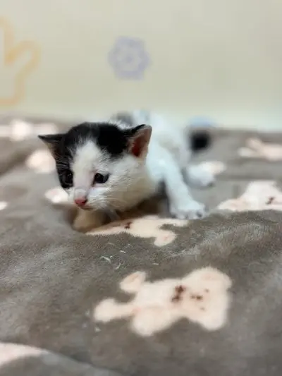한국 고양이 보호중 사진