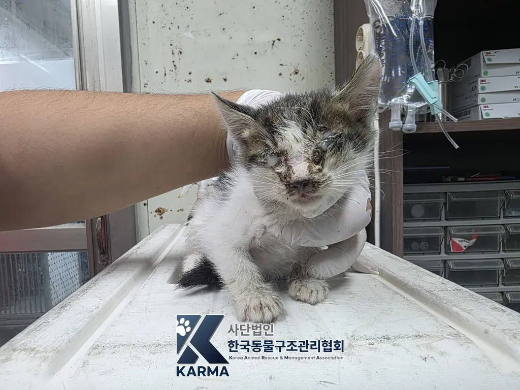 한국 고양이 보호중 사진